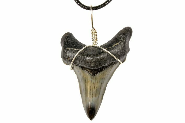 Fossil Angustiden Tooth Necklace - Megalodon Ancestor #130920